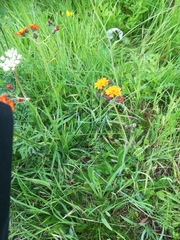 Pilosella aurantiaca