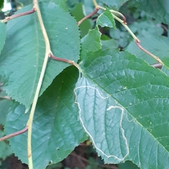 Lyonetia clerkella