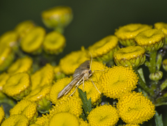 Idaea fuscovenosa