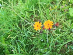 Pilosella aurantiaca