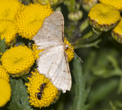 Idaea fuscovenosa