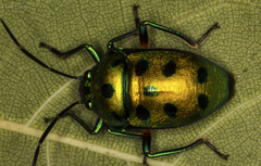 Chrysocoris