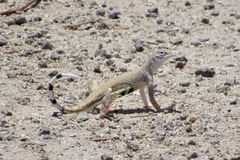 Callisaurus draconoides ventralis