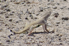 Callisaurus draconoides ventralis