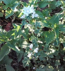 Malva neglecta