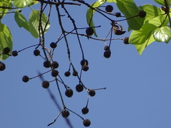 Mitragyna parvifolia