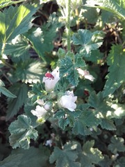 Malva neglecta