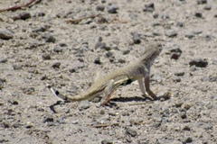 Callisaurus draconoides ventralis