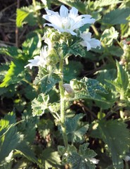 Malva neglecta