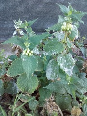Lamium album