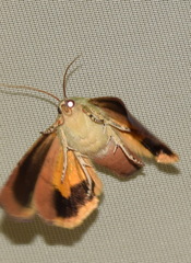 Noctua janthina