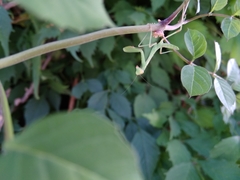 Hierodula transcaucasica