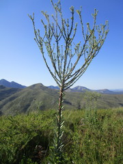 Osteospermum corymbosum