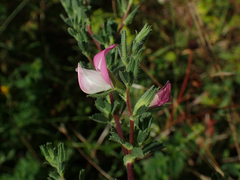 Ononis spinosa spinosa