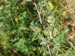 Ononis spinosa spinosa