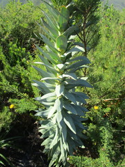 Osteospermum corymbosum