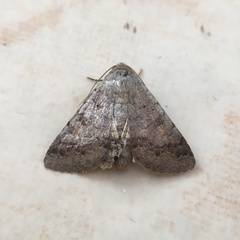 Pandesma robusta