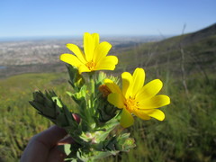 Osteospermum corymbosum