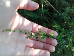 Galium