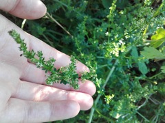 Galium