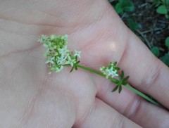 Galium