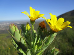 Osteospermum corymbosum