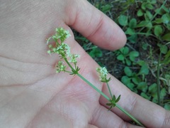 Galium