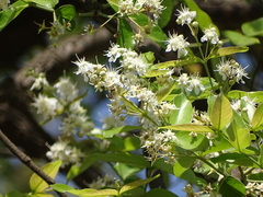 Lagerstroemia parviflora