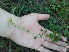 Galium