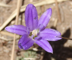 Brodiaea terrestris kernensis