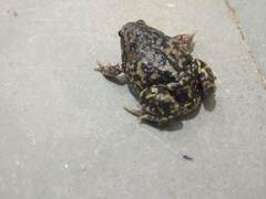 Uperodon systoma
