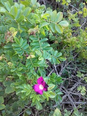 Rosa rugosa