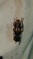 Tylonotus bimaculatus