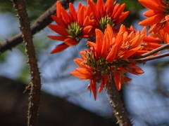 Erythrina stricta