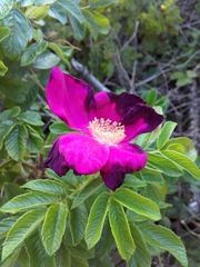 Rosa rugosa