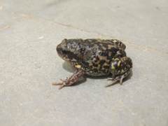 Uperodon systoma