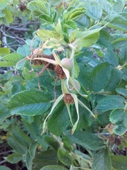 Rosa rugosa