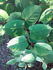Reynoutria japonica