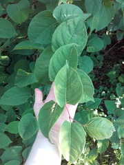 Reynoutria japonica