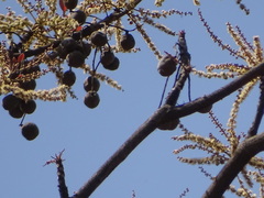 Terminalia bellirica