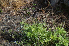Myosotis laxa