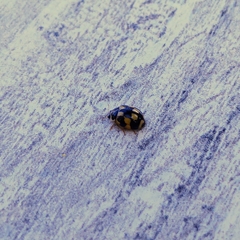 Propylea quatuordecimpunctata