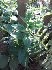 Saponaria officinalis