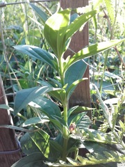 Saponaria officinalis