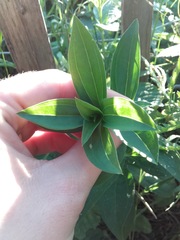 Saponaria officinalis