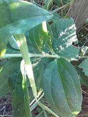 Saponaria officinalis