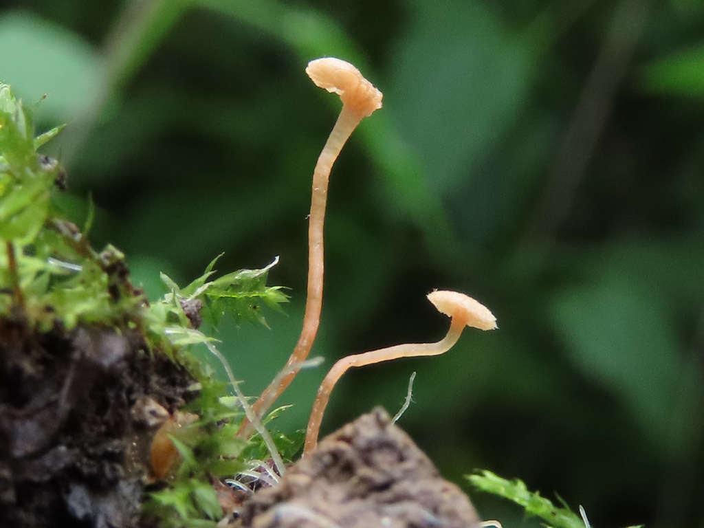 Tubaria minutalis