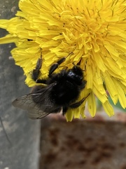Bombus lapidarius