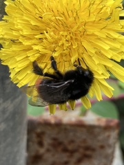 Bombus lapidarius