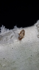 Chilacis typhae
